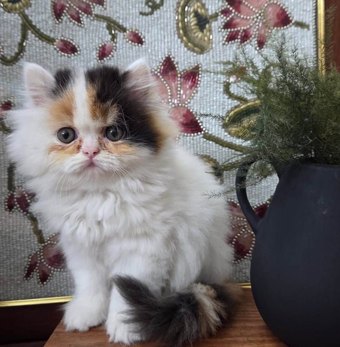 Lucy Persian