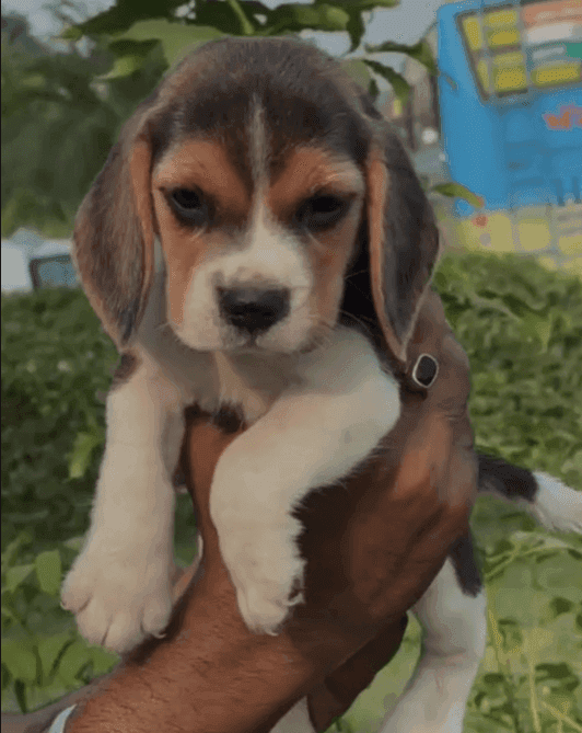 Fino Beagle