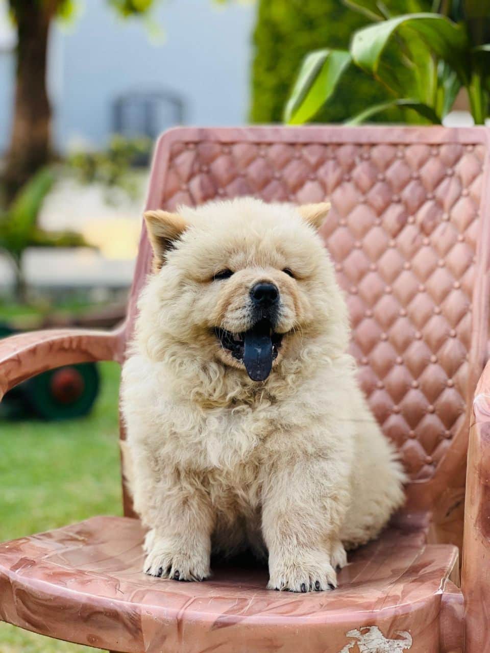 Rio Chow-Chow