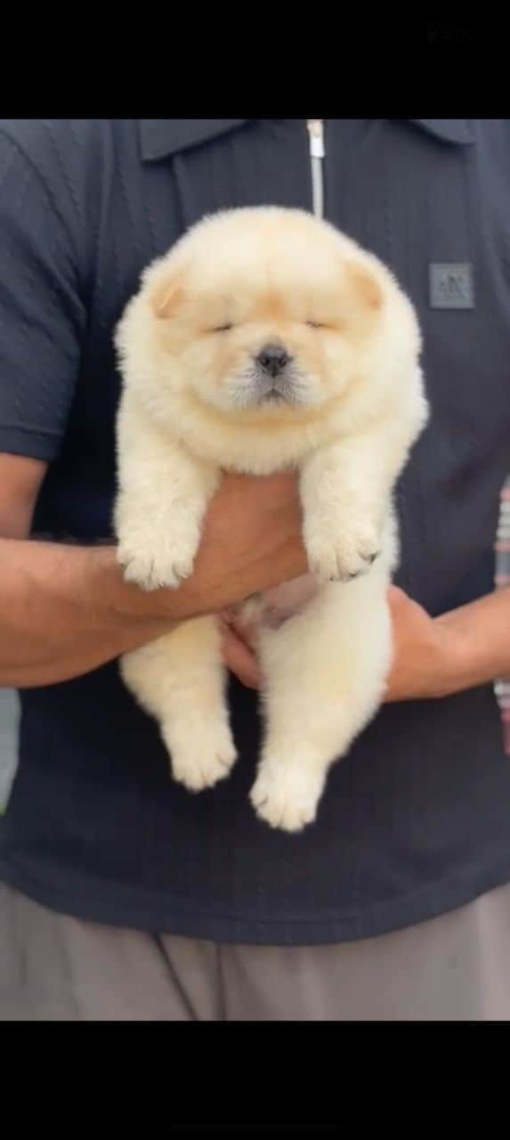 Onyx Chow-Chow