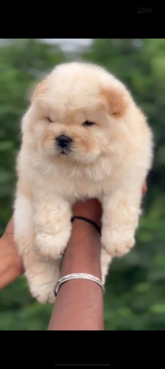 Jin Chow-Chow