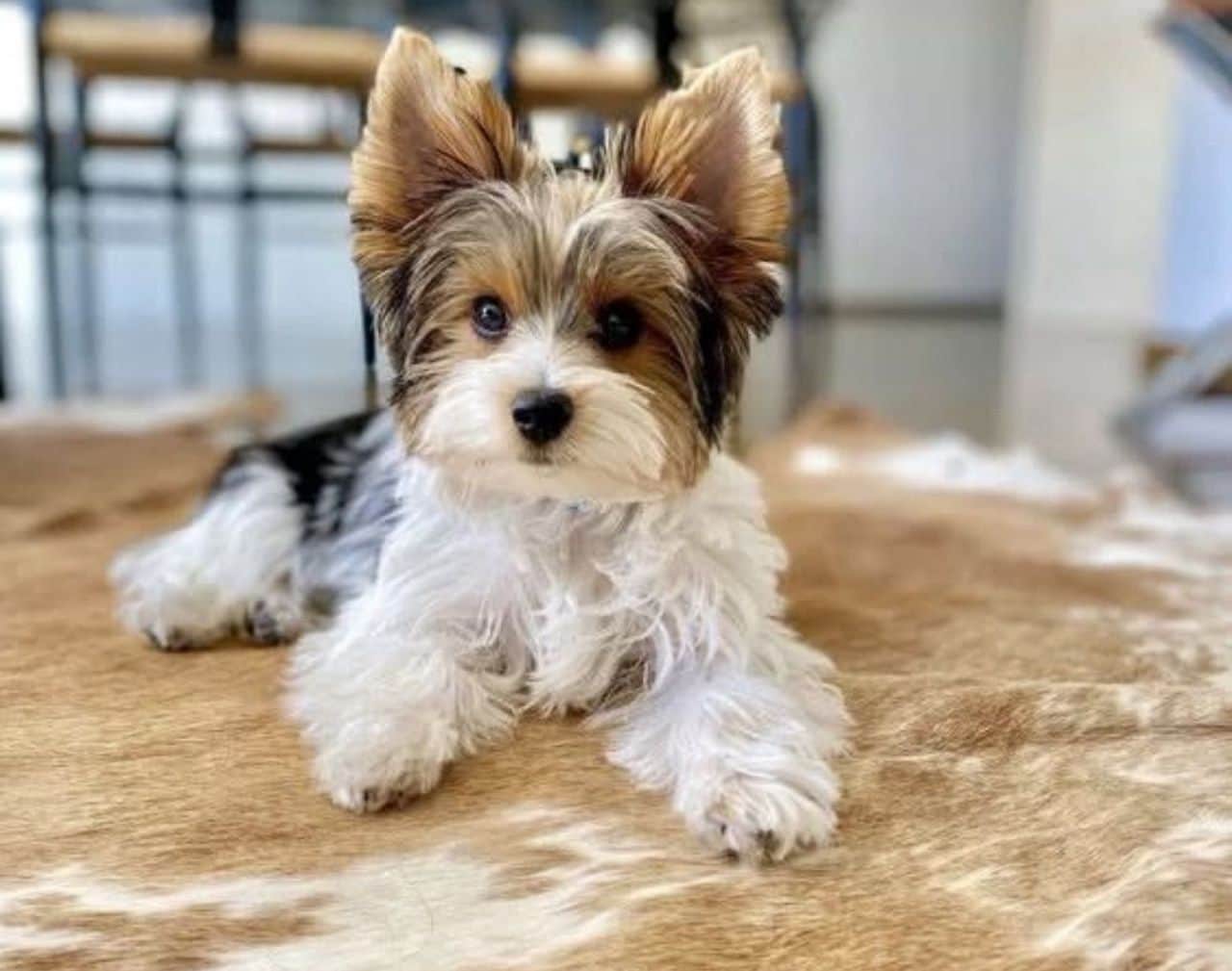 Toto Yorkshire Terrier