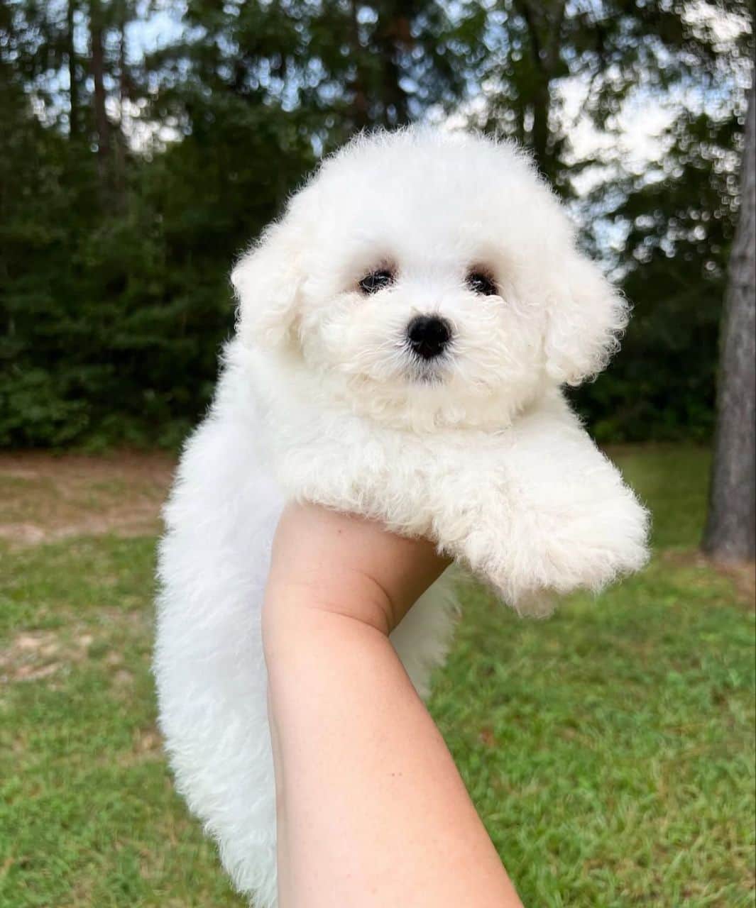 Kyro Bichon Frise