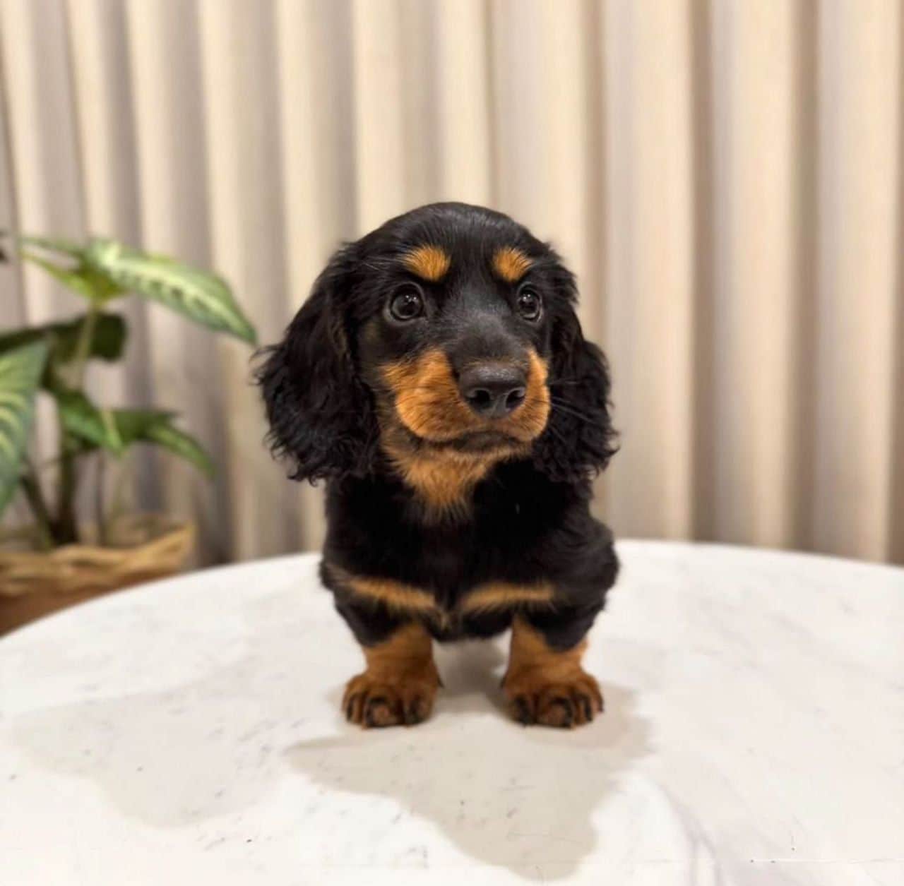 Zeno Dachshund