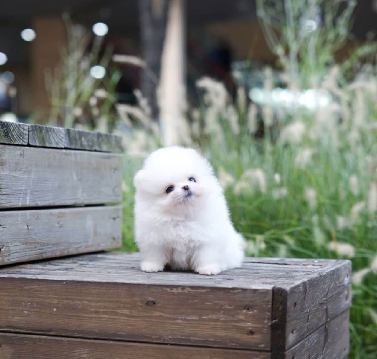 Zuzu Teacup