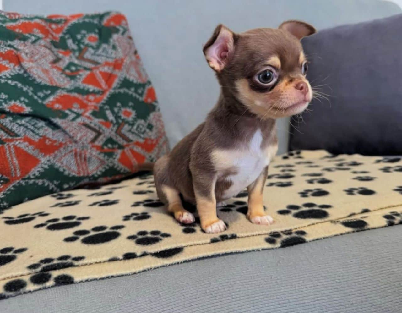 Pogo Chihuahua