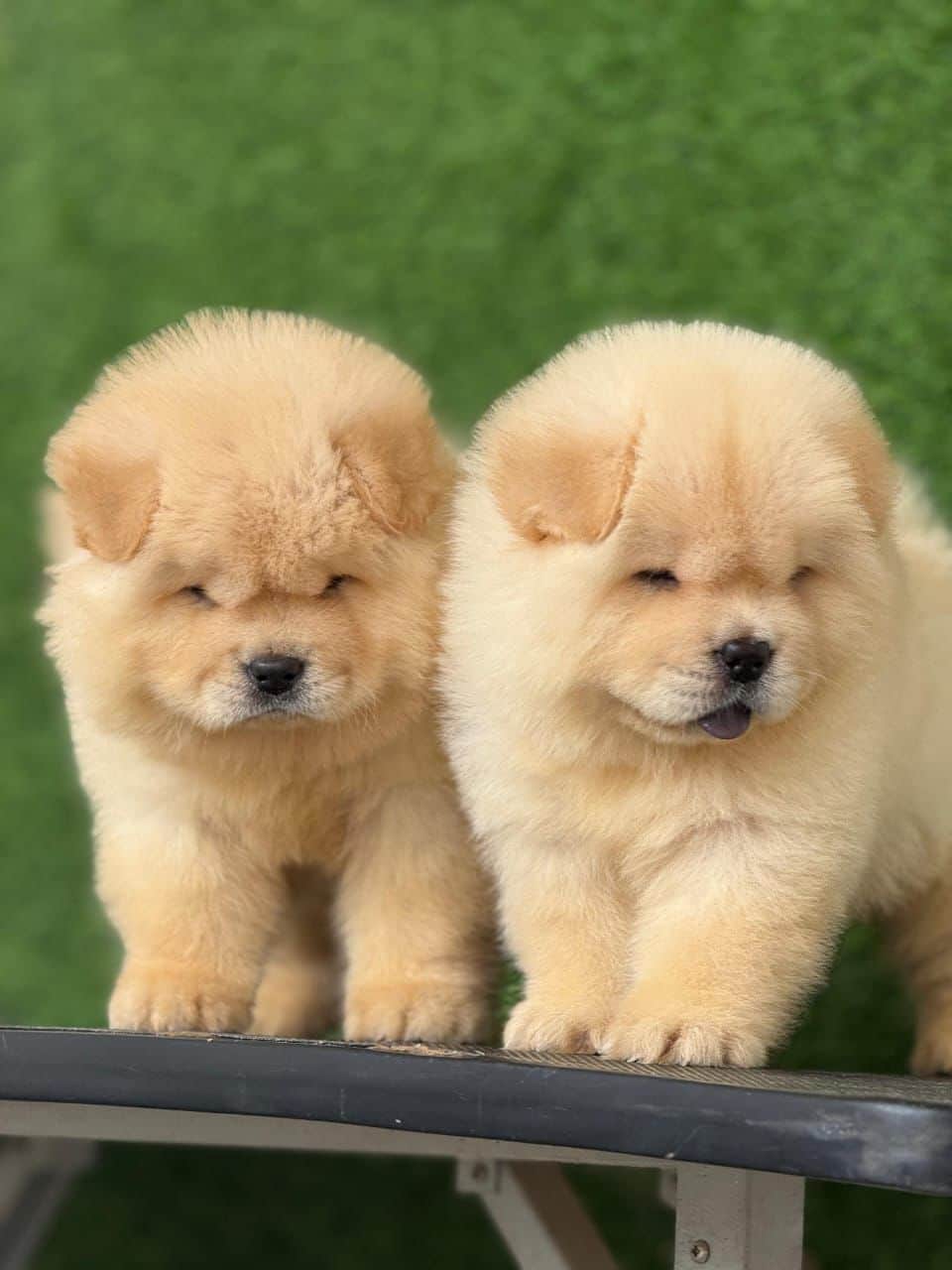 Titan Chow-Chow