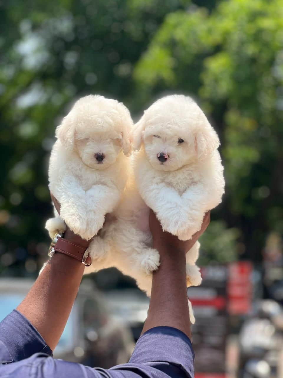 Toffee Bichon Frise