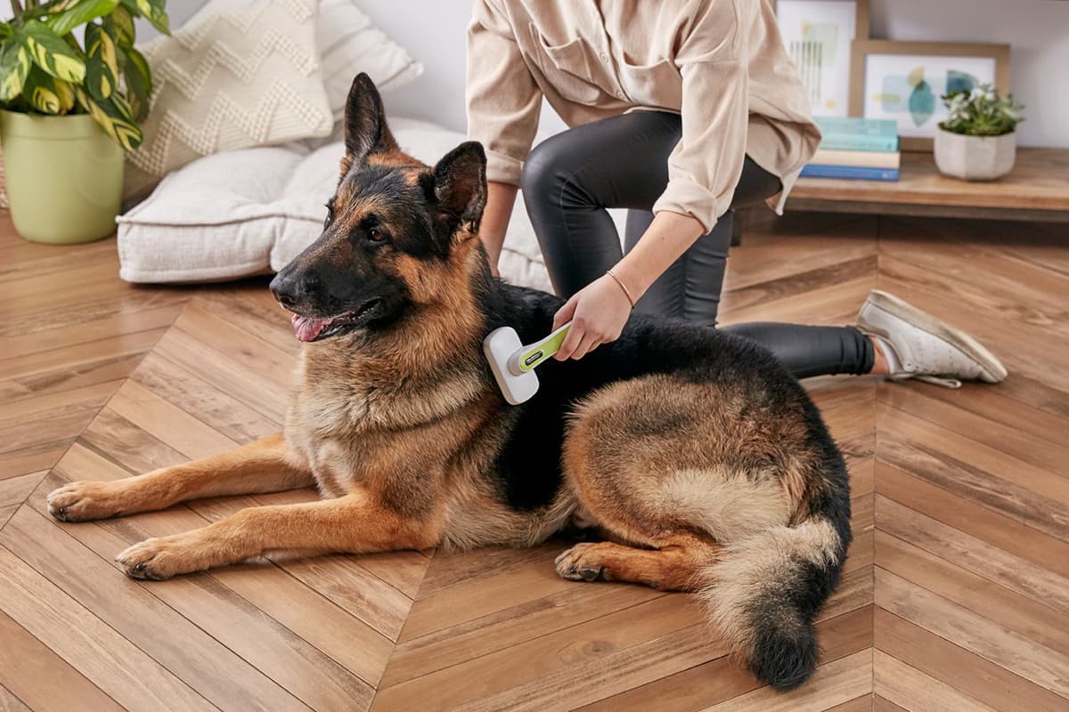 How To Reduce Shedding In Dogs? reduce_dog_shedding_1118286_2623-5ed96d9f473341b086624c7450185018.jpg