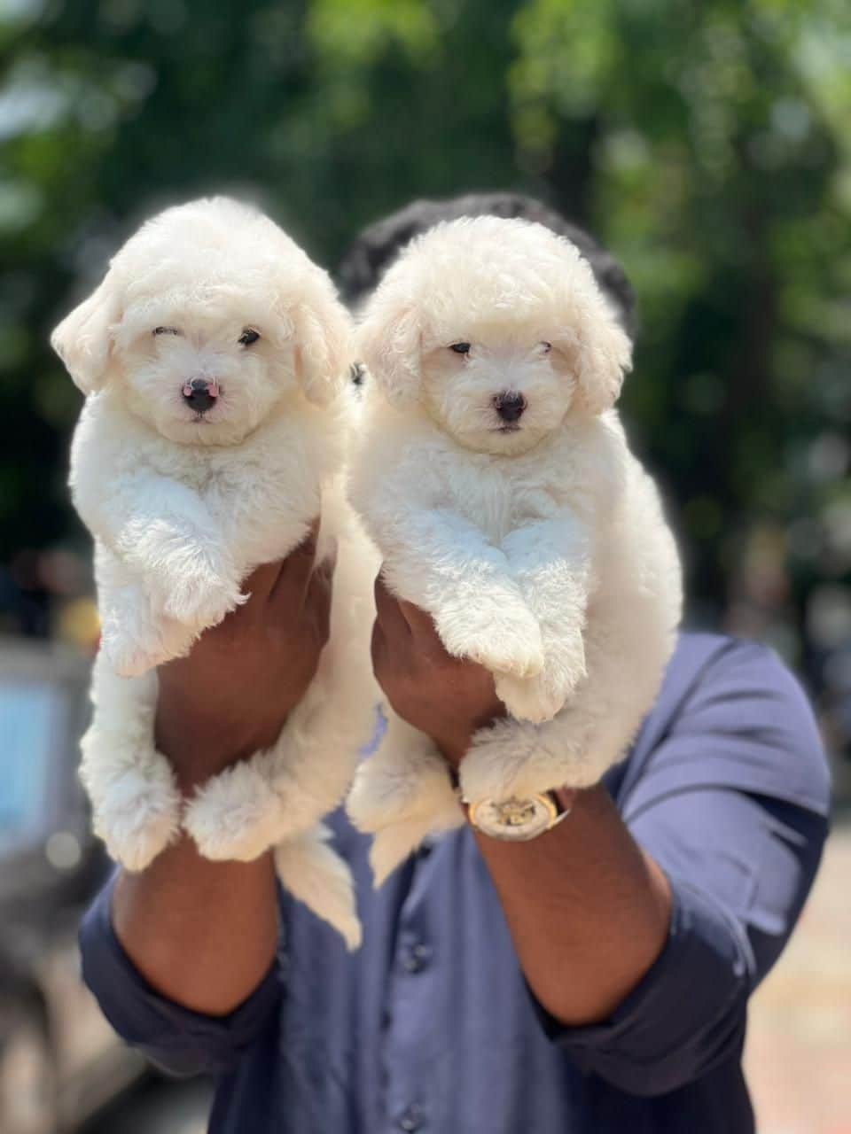 Chiki Bichon Frise