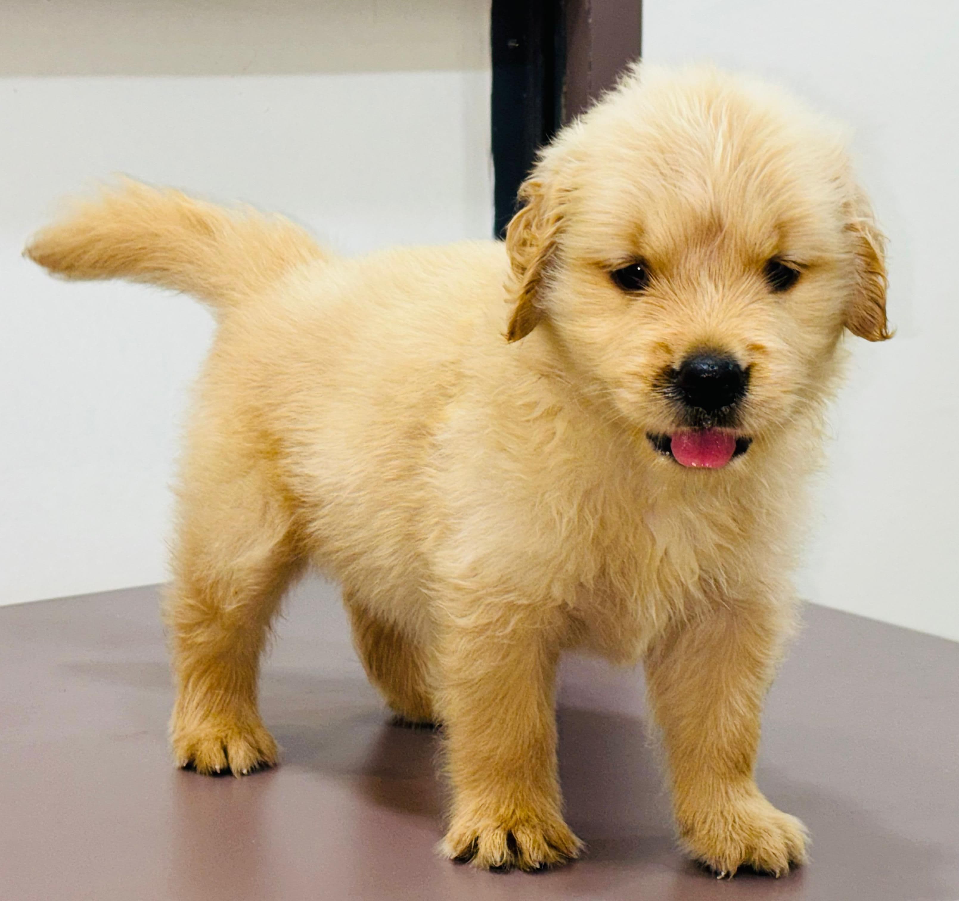 Pet