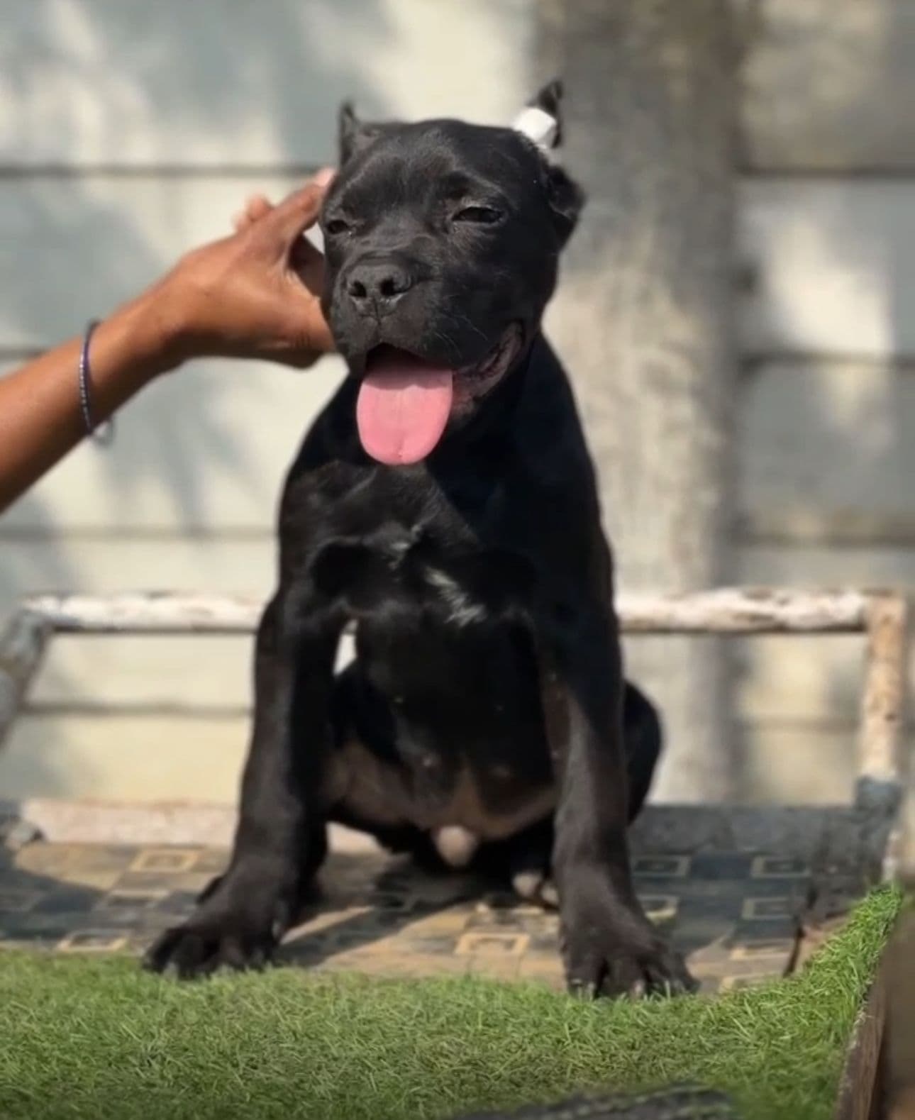 Pet