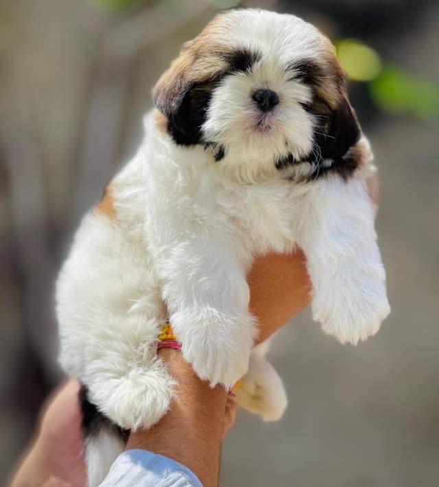 Pet