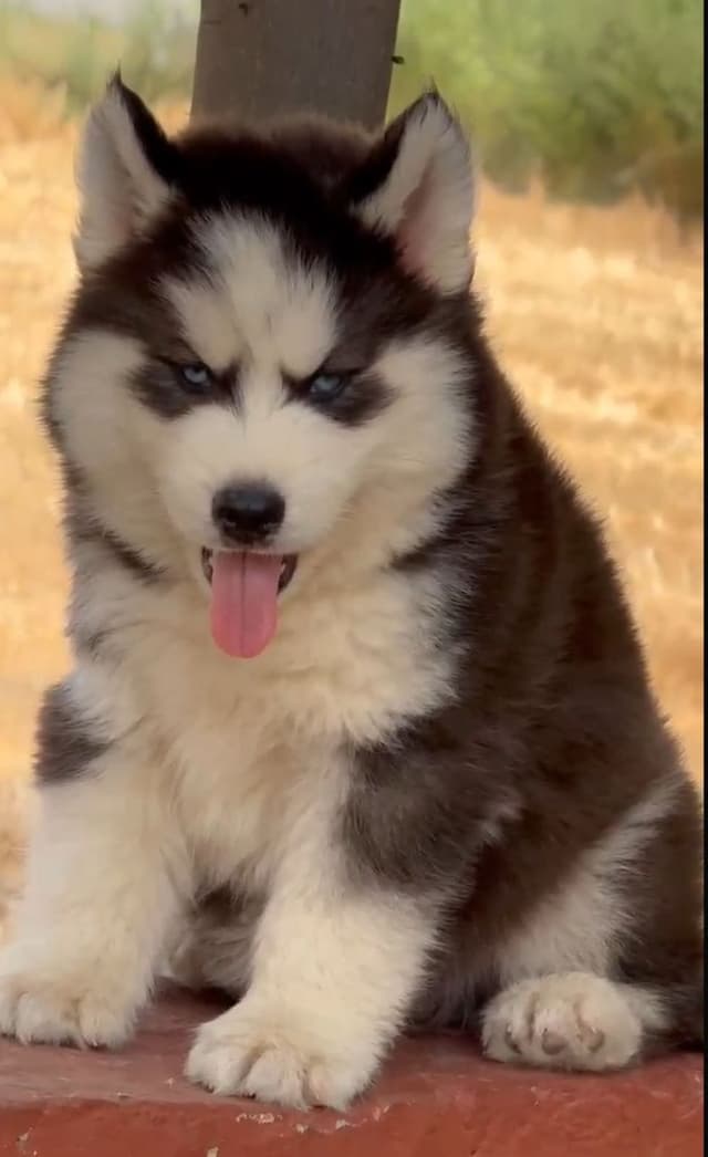 Pet