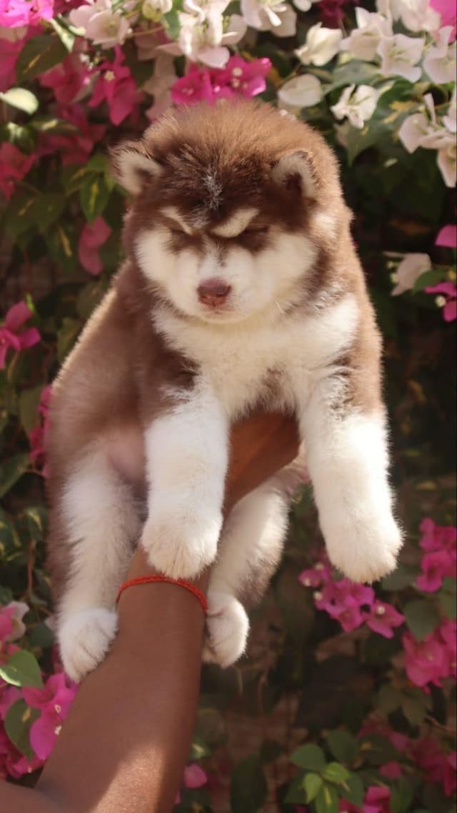 Pet