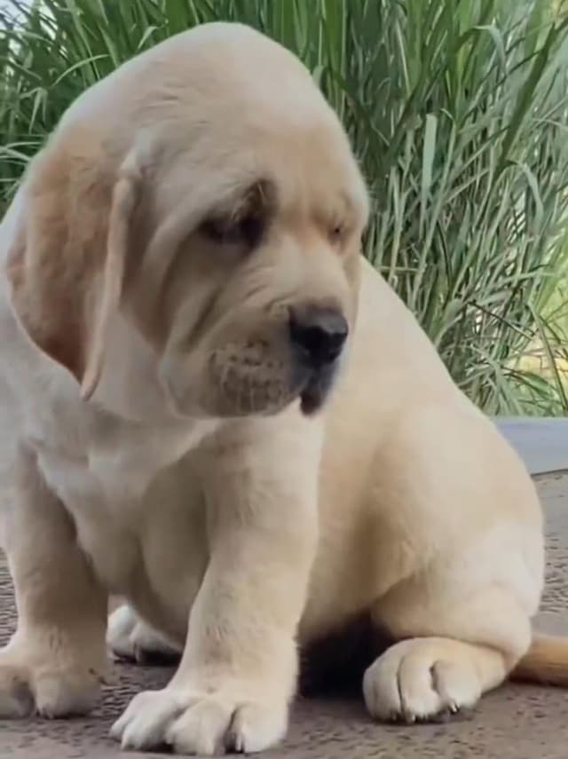Pet