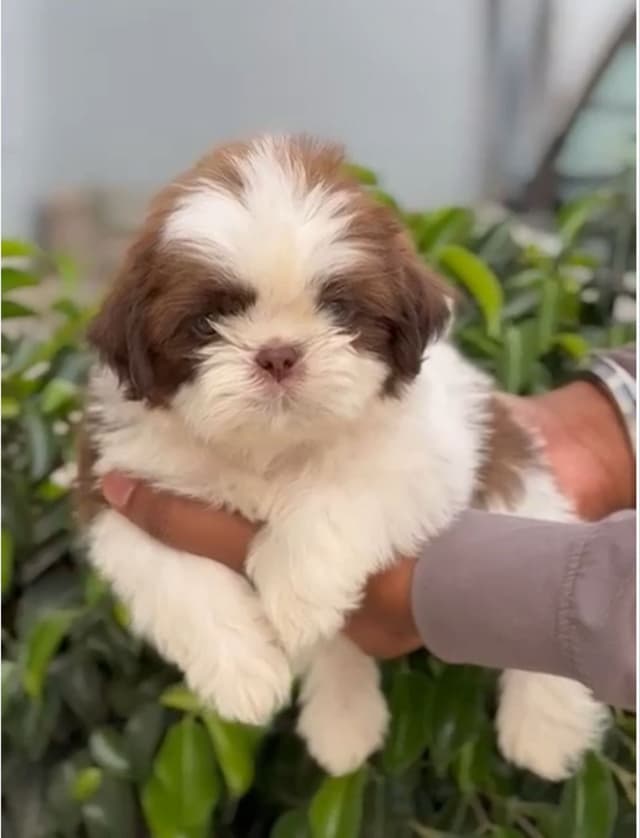 Pet