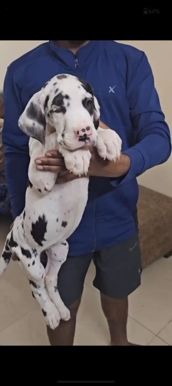 Pet