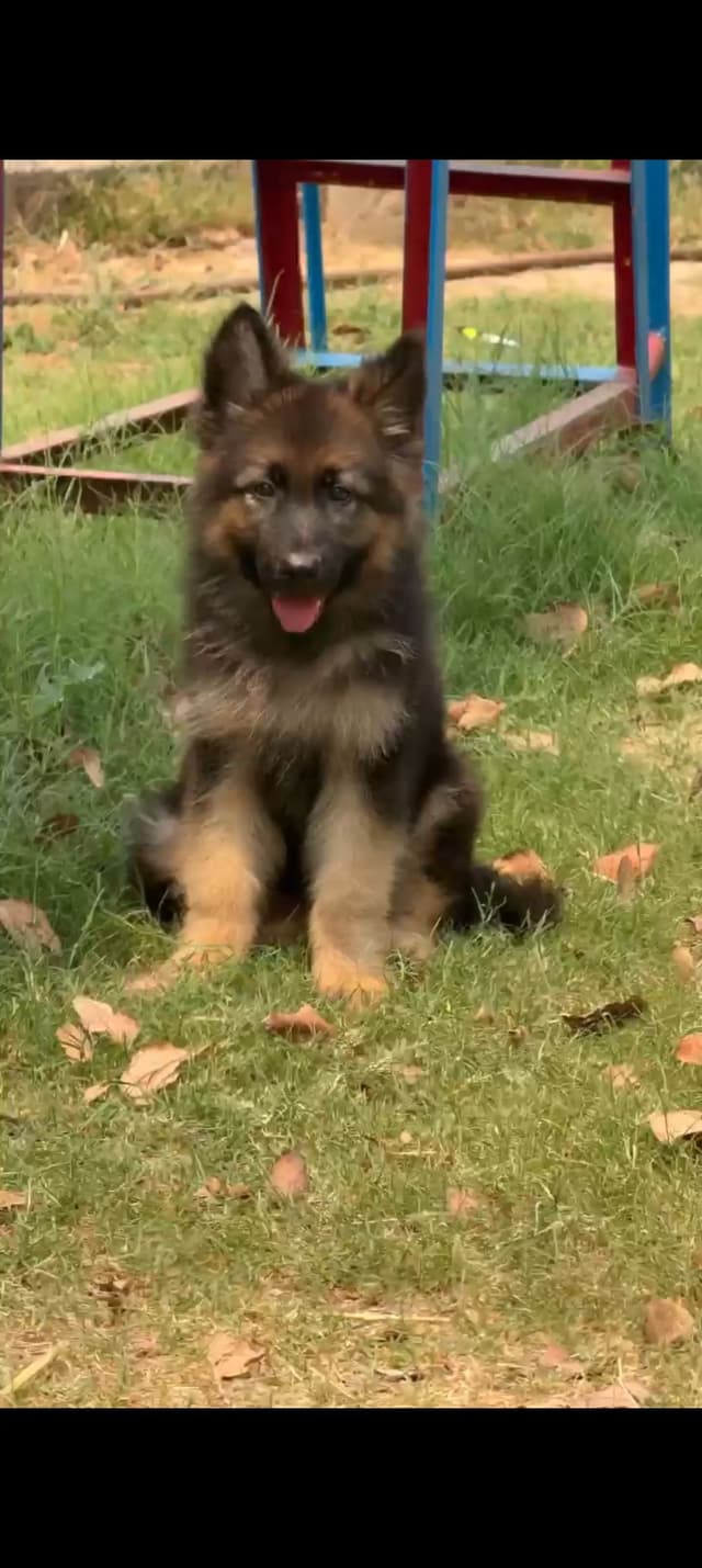 Pet