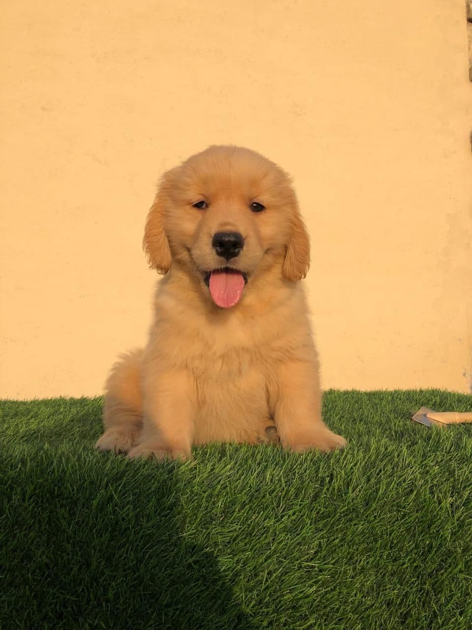 Pet
