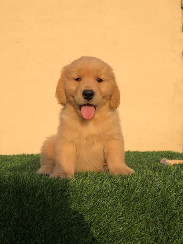 Pet