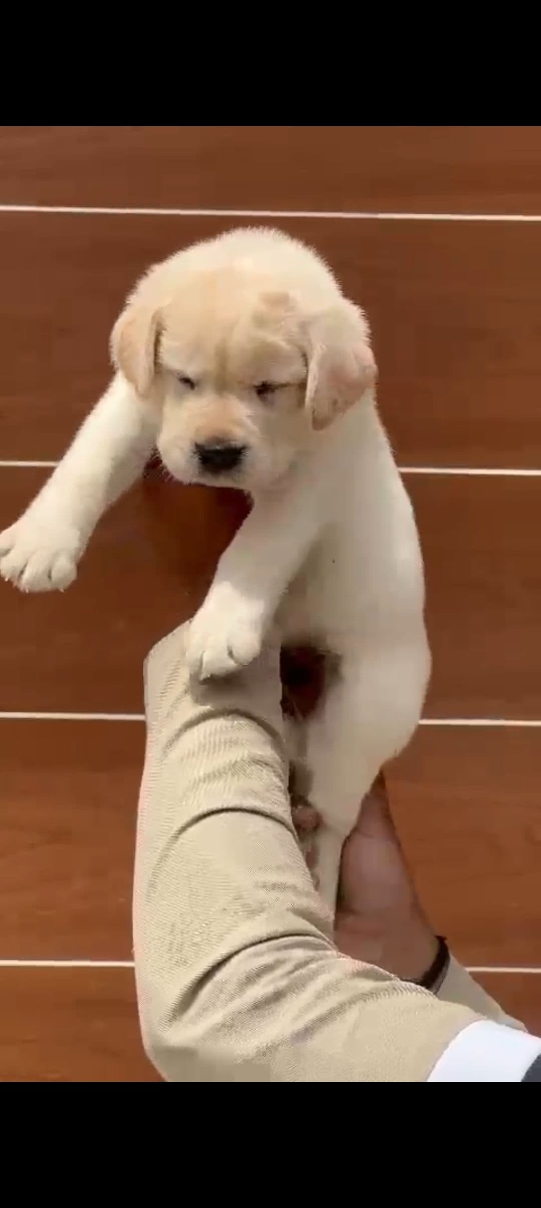 Pet