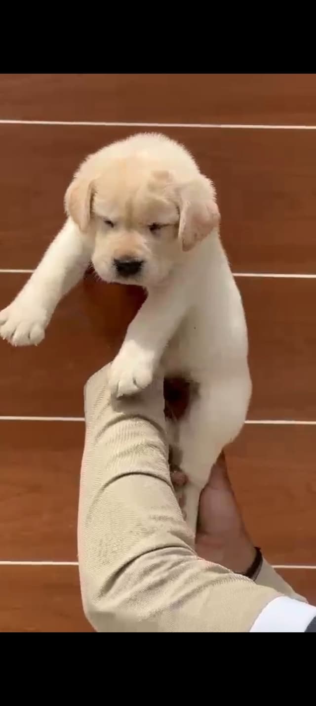Pet