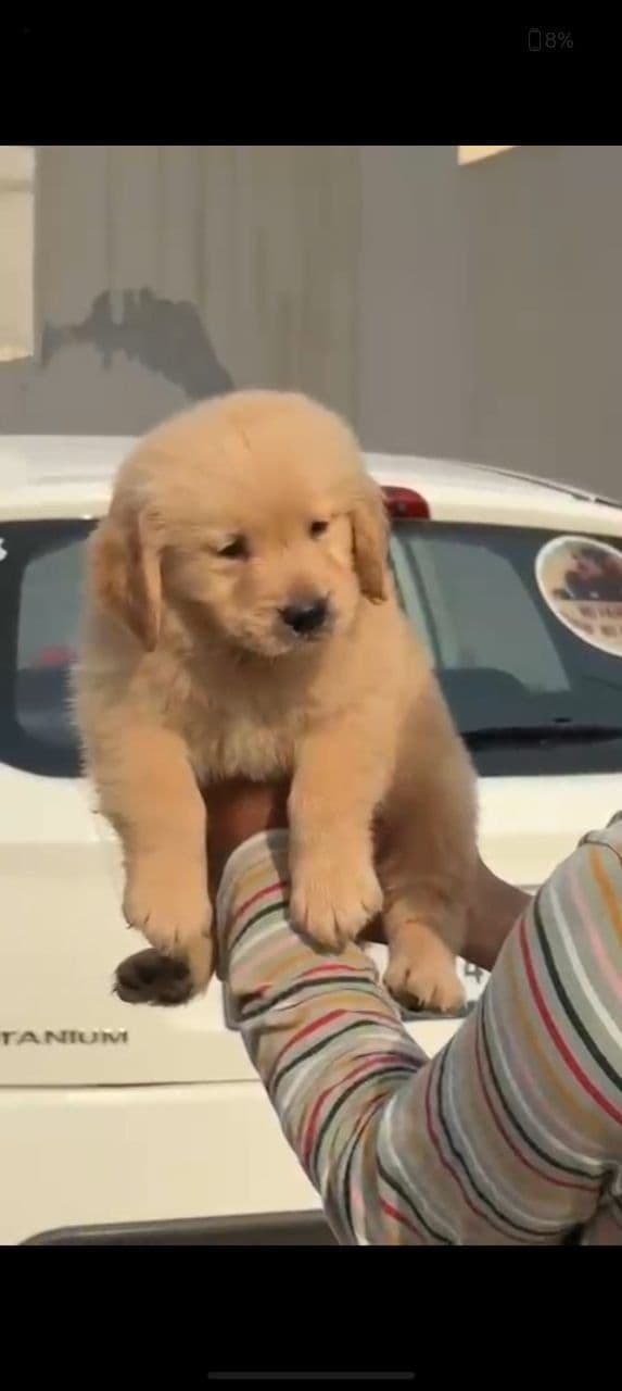 Pet