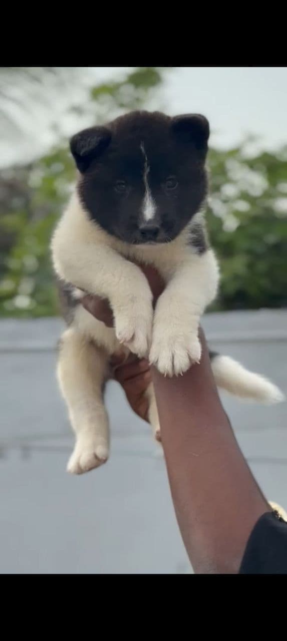 Pet
