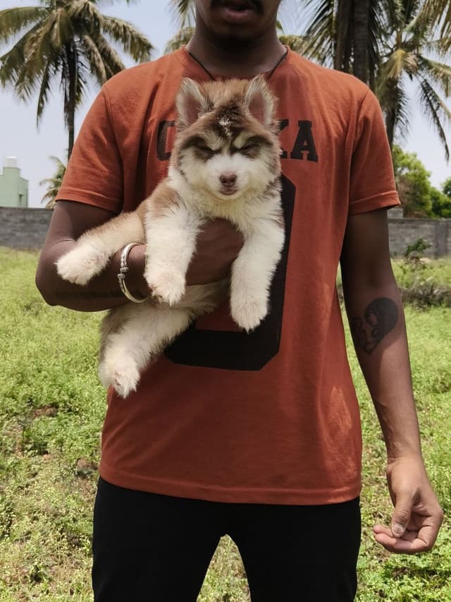 Pet