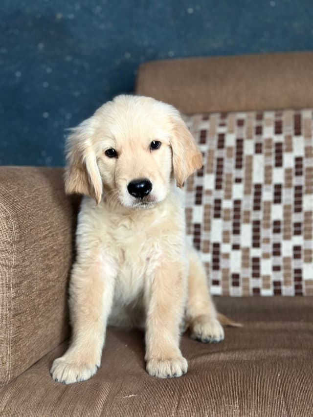 Pet