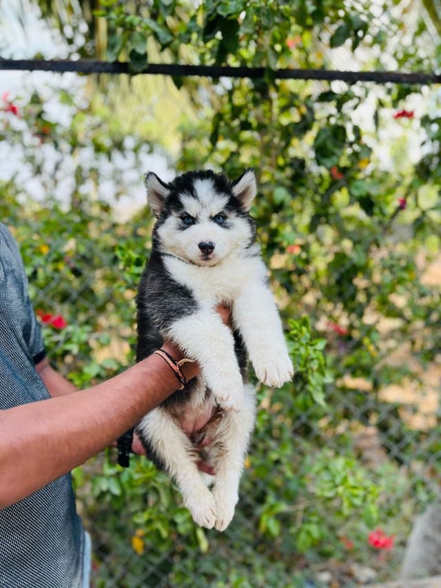 Pet