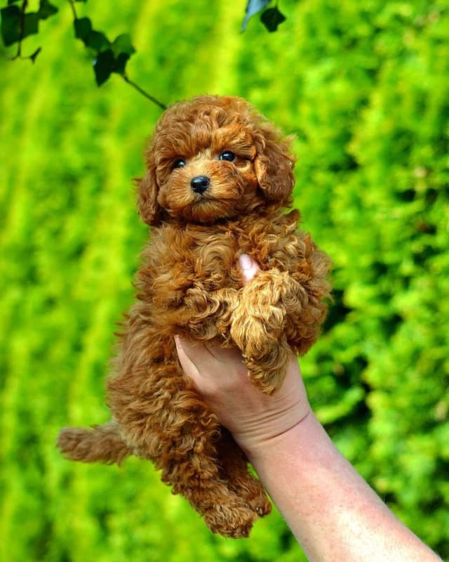 Pet