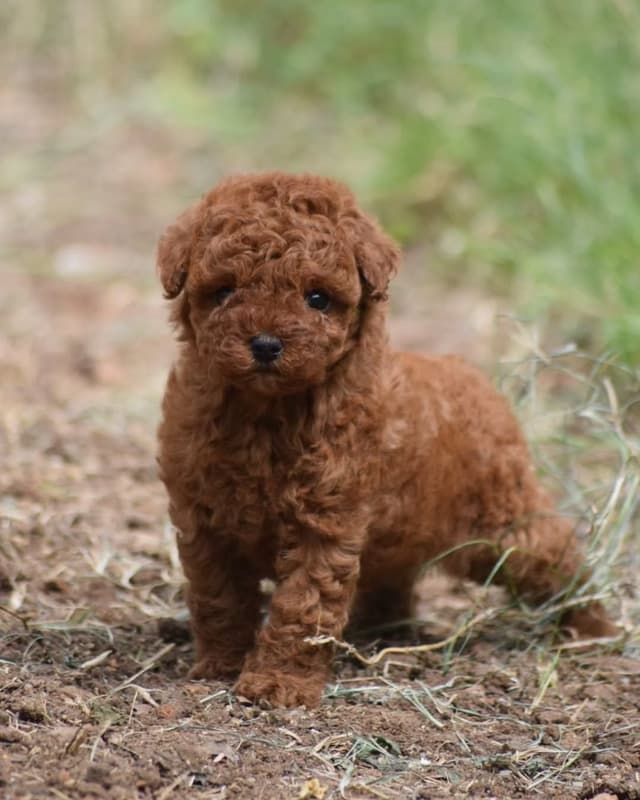 Pet
