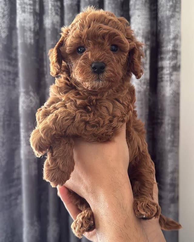 Pet