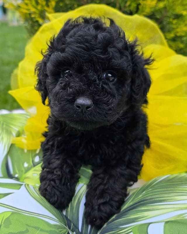 Pet