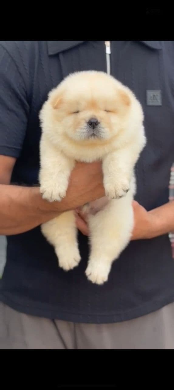 Pet