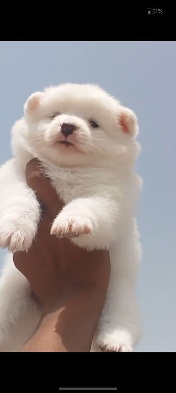 Pet