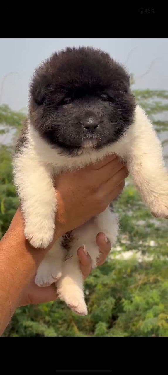 Pet