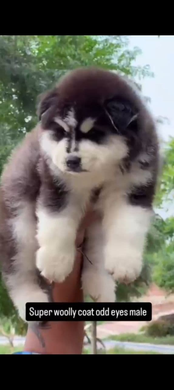 Pet