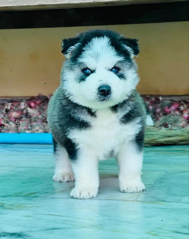 Pet