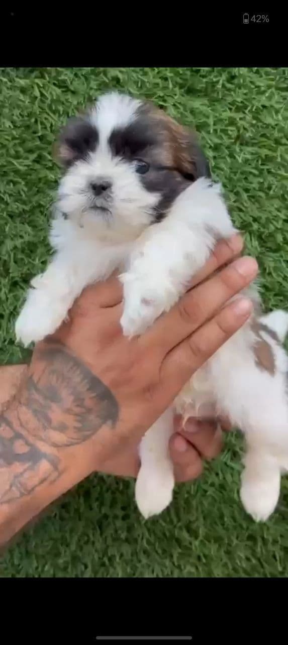 Pet