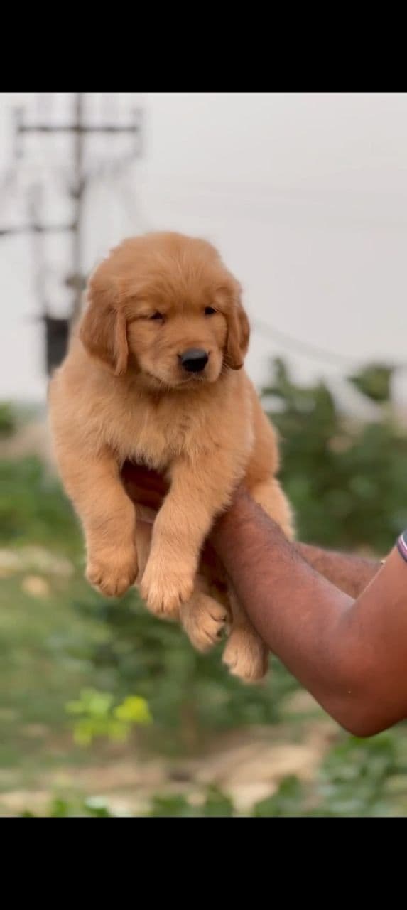 Pet