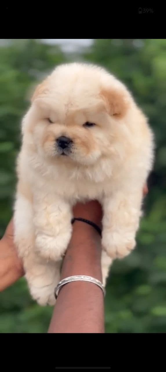 Pet