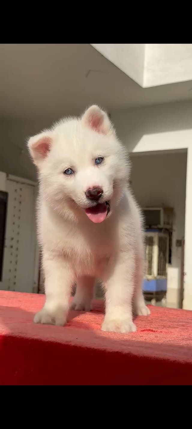 Pet