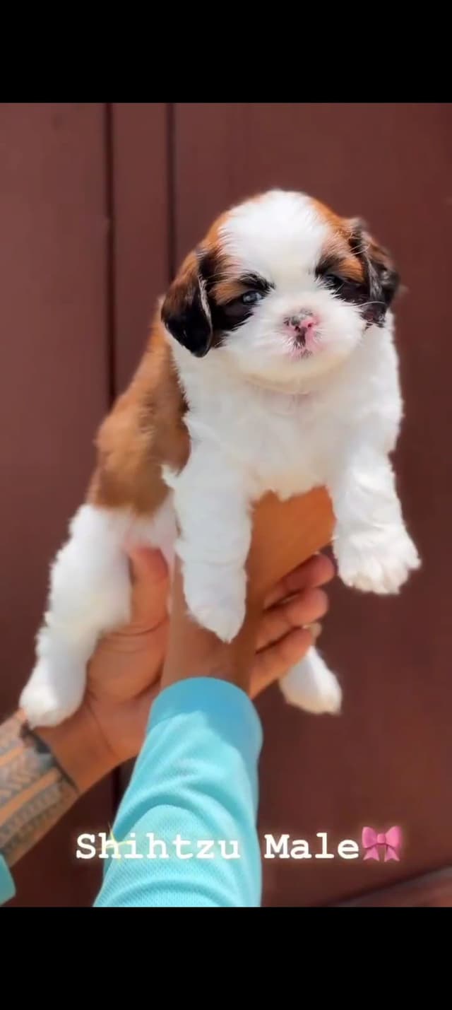 Pet