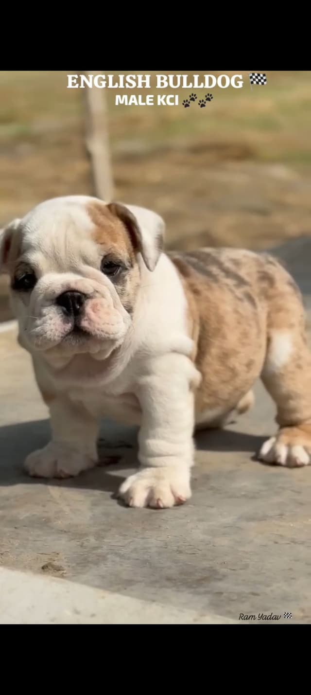 Pet