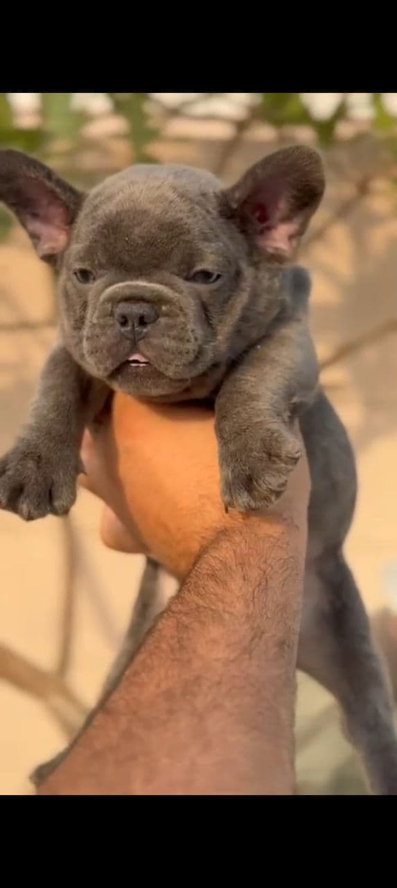 Pet