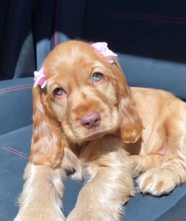 Pet