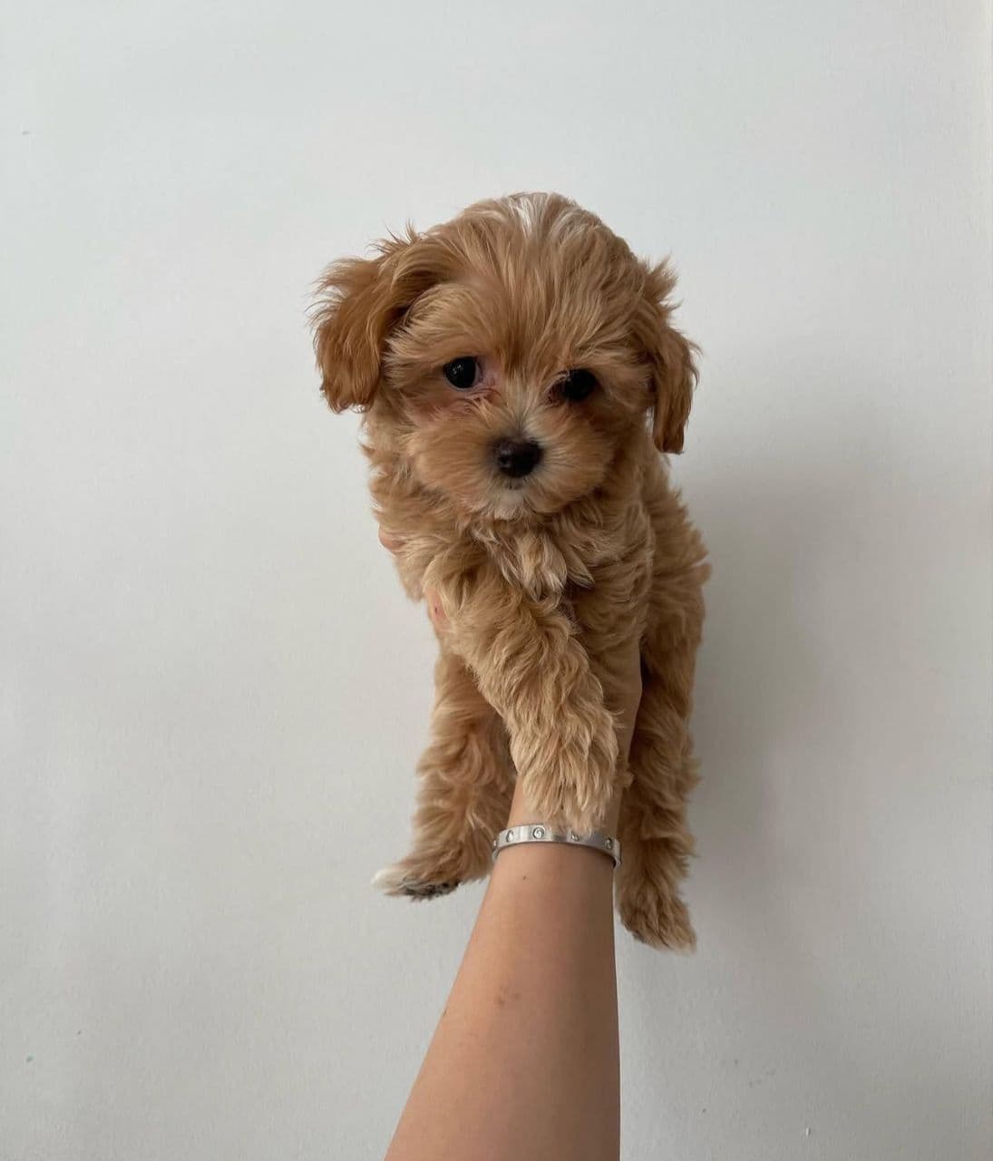 Pet